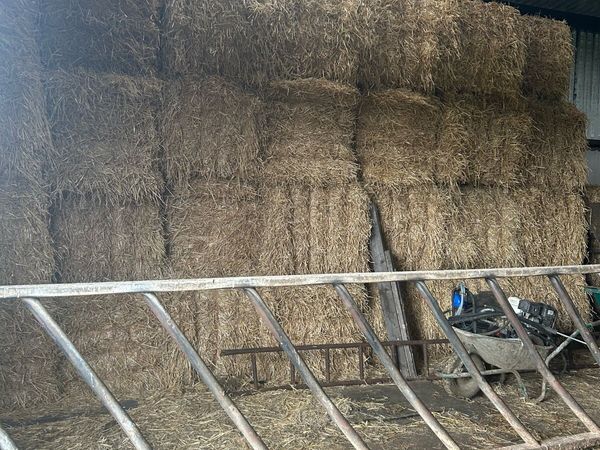 Barley straw - Main image