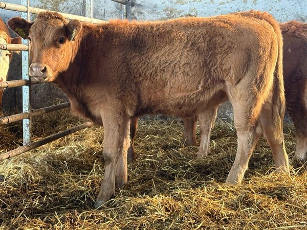 4 suckler breed limousine heifer weanlings - Main image