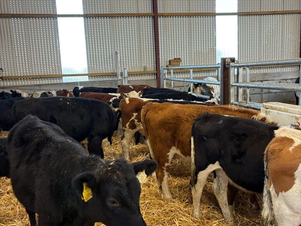 20 smashing 220kg Weanling heifers 🔥 - Main image