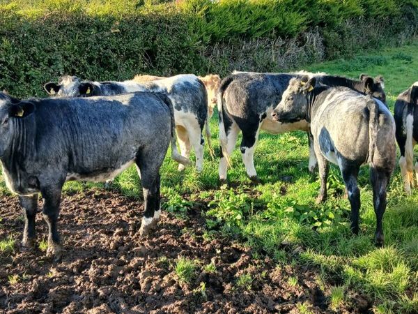 Cattle - Main image