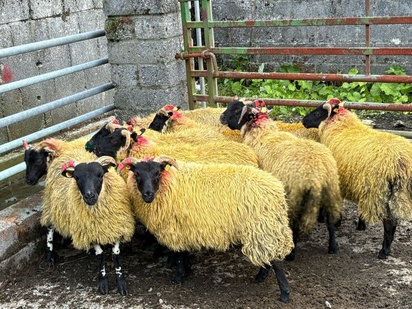 Lanark Cross Ewe Lambs - Main image