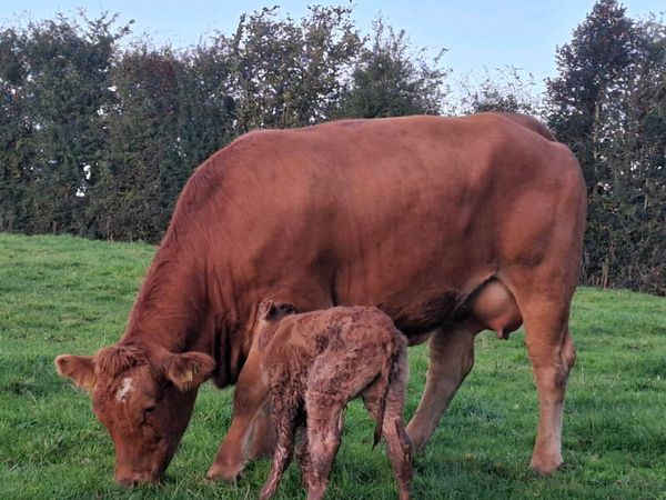 Super 1st calver freshly calved today - Main image