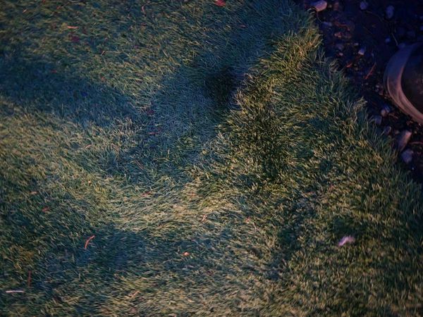artificial grass - Main image