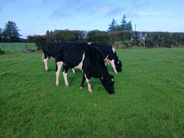 Spring calving heifers - Main image