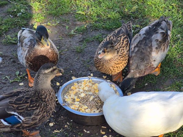 Call duck pairs - Main image