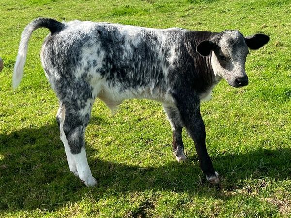 Ai breed suck calfs - Main image