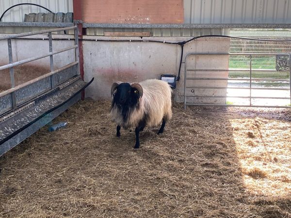 Blackface ram lamb - Main image