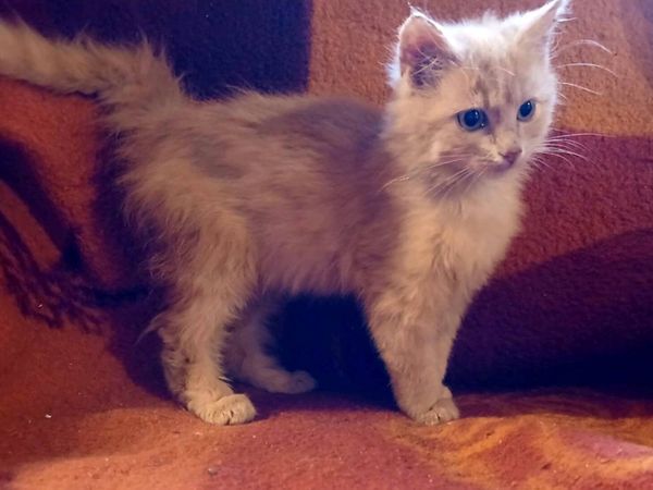 Calico/Ginger fluffy kittens - Main image