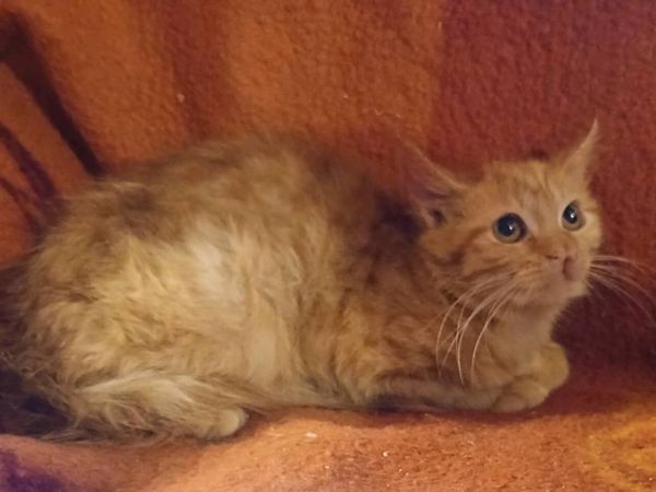 Ginger fluffy kitten. - Main image