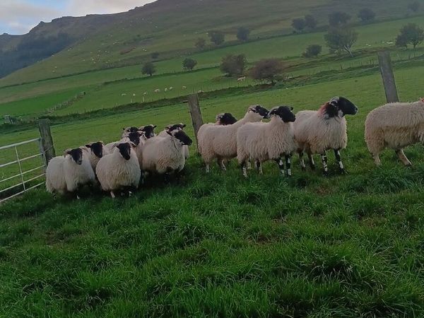 15 Swale X Ewe Lambs - Main image