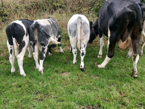 Four cows and eight weanlings - Main image