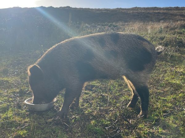 KuneKune pigs for sale - Main image