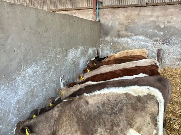 Charolais and lim heifer - Main image