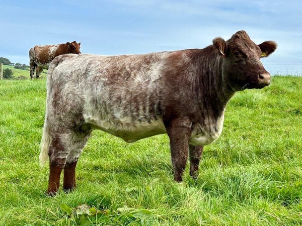 Pedigree Shorthorn Heifers - Main image