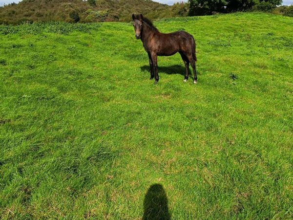 Filly Foal Connemara - Main image
