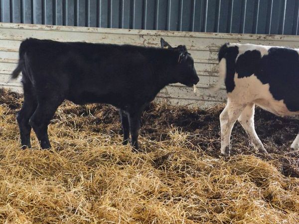angus,heifer Calves - Main image