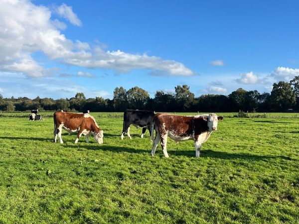 Store bullocks and heifers - Main image