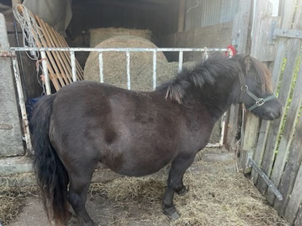 7 year old brooded mare - Main image