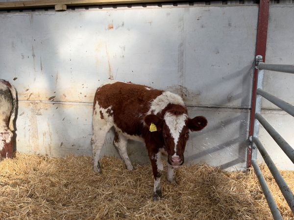 Lim and Hereford heifers - Main image