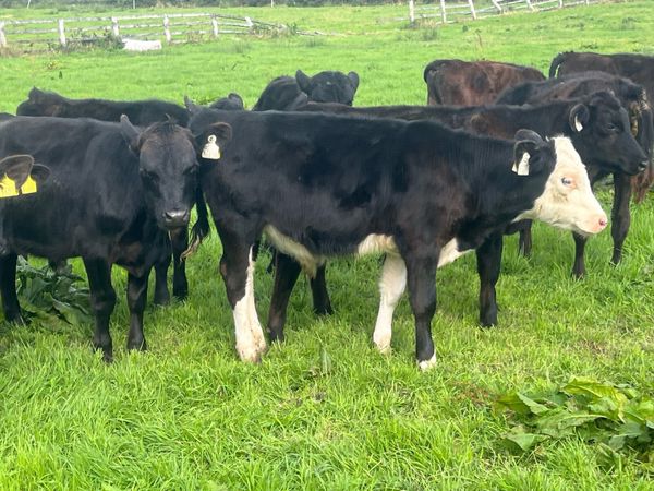 20 bulls - Main image