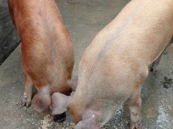 Large white  x Duroc - Main image
