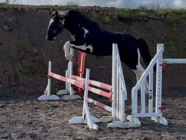 Flashy coloured mare - Main image
