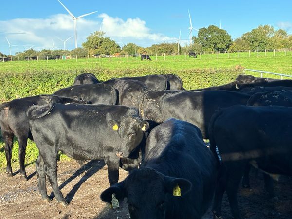 18 Angus bullocks 500 kg for sale - Main image