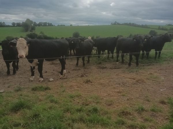 Angus and hereford - Main image