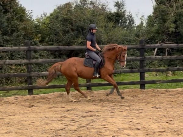 15.3h 6 yo ISH mare - Main image