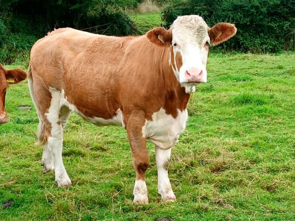 3 PB Simmental Incalf Heifers for Sale - Main image