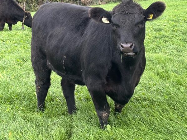 14 PBR Angus Maiden Heifers - Main image