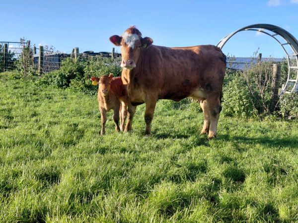 1st calving heifer - Main image