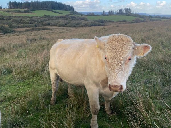 PBR SHORTHORN BULL - Main image