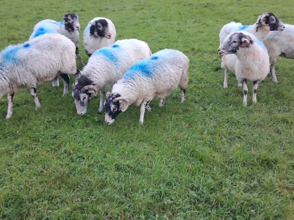 Swaledale ewes for sale - Main image