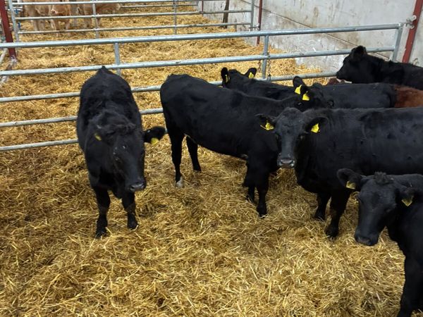 Beef bred Angus heifers - Main image