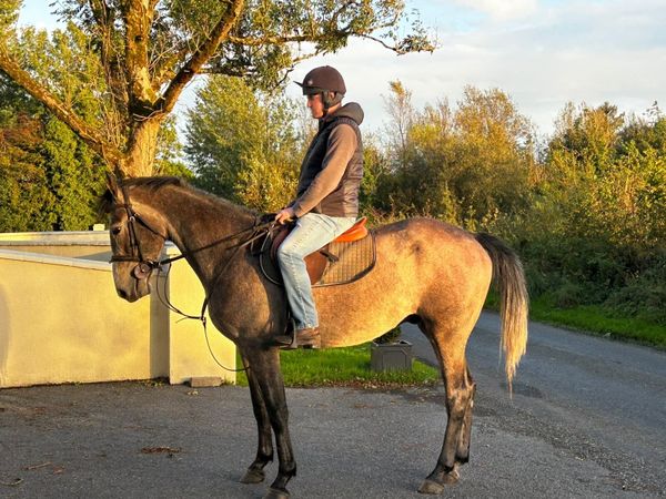 4yr old grey 15.3 gelding - Main image