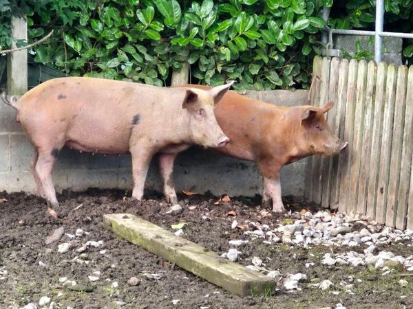 Pigs - Main image