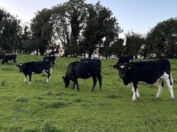 High EBI Incalf Heifers - Main image
