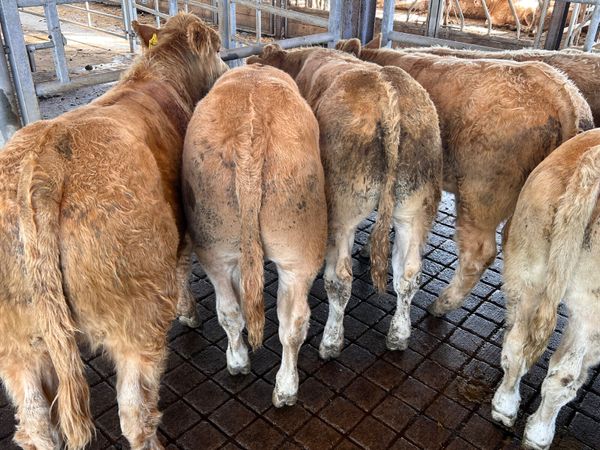 • Smashing Charolais Bullocks 350kg • - Main image