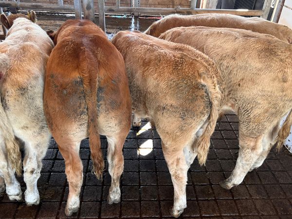 30/09/26 • Fresh in •Charolais Bullocks 350kg - Main image
