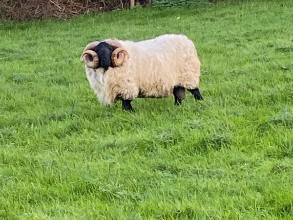 Blackface mountain ram Sis eligible ⭐️⭐️ - Main image