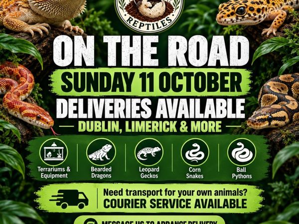 Reptiles - Main image