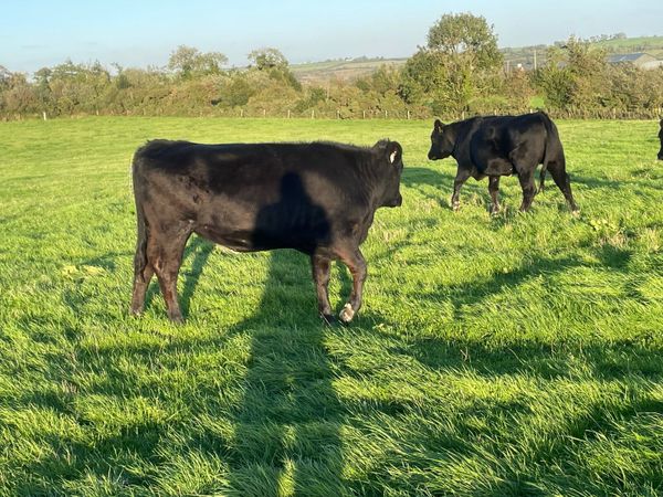 2 Angus heifers for sale - Main image