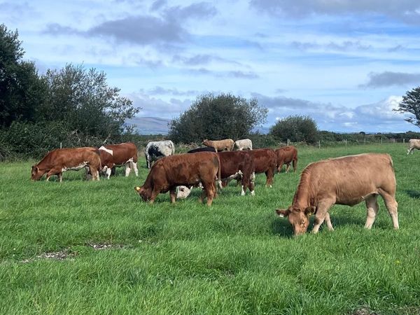 Continental Heifers - Main image