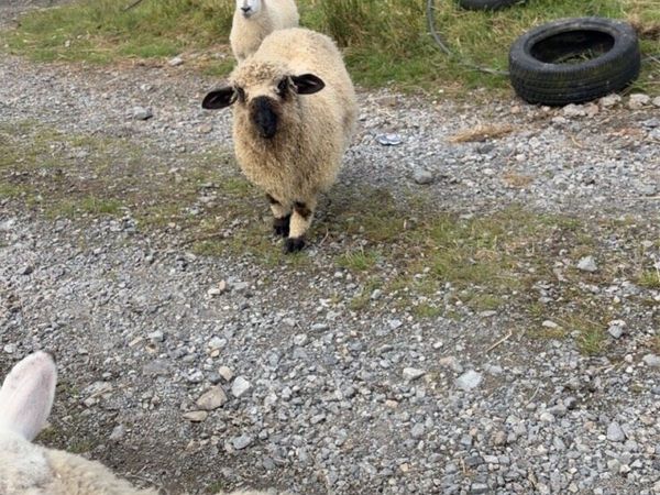 Valis blacknose ram lamb - Main image