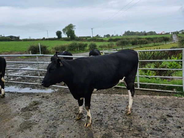 Fr heifers - Main image