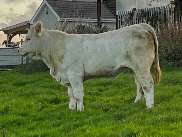 5 Star Pedigree Charolais Heifer - Main image