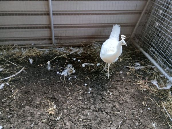 White peacock - Main image