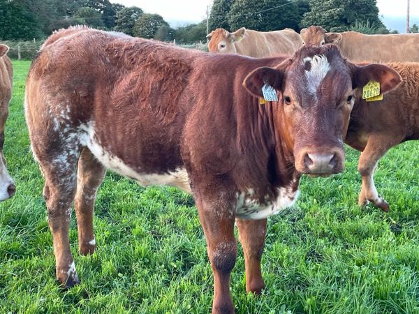 Heifers for sale Ballymote mart 2 oct - Main image