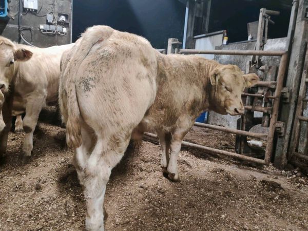 U Grade Chx Bull Weanlings. - Main image